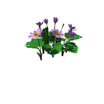 Flower_Sanguinaria canadensis5_1